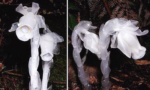 四川發(fā)現(xiàn)"冥界之花" 傳說能打開地獄之門